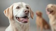 © admin_design - Closeup Portrait of a Happy Golden Retriever Dog with Blurred Background