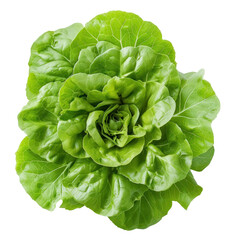 Wall Mural - Butter Lettuce, clipping path isolate on transparency background