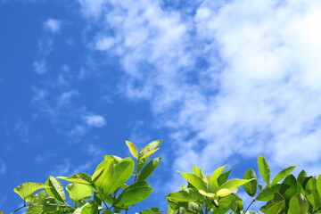 blue-sky leaf background.  with white cloud on afternoon day.