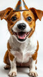 © Bartek - Happy Birthday Celebration Card Featuring Adorable Dog in Party Hat, Pet Birthday Party Theme, Cute Animal with Joyful Expression, Dog Lovers