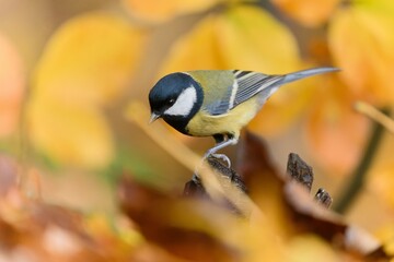 Wall Mural - A cute great tit sits on a branch. Autumn scene with a colorful titmouse. Parus major. 