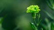 © Viktor - A tight shot of a green bloom on its stem, surrounded by a hazy backdrop of leaves and stems