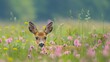 © Viktor - A deer gazes at the camera with surprise in a field filled with wildflowers