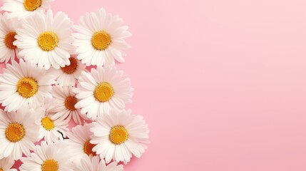 Wall Mural - White daisy chamomile flowers on pale pink background.