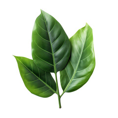 Wall Mural - Single, vibrant Rubber Plant leaf, on isolated transparent background