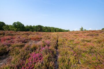 Poster - Heather land of Laris qui parle in Fontainebleau forest