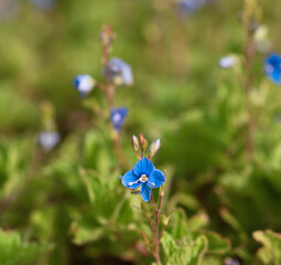 Poster - Beautiful close-up of veronica chamaedrys