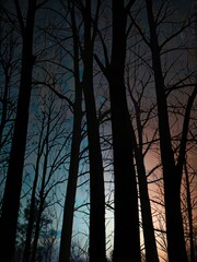 Canvas Print - night in the forest