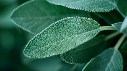 Wall Mural -  A crisp close-up of a verdant plant with an abundance of leaves filling the frame, softly blurred background