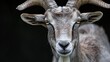 © Viktor - A close-up of a goat with horns on its head, displaying distinctively long horns