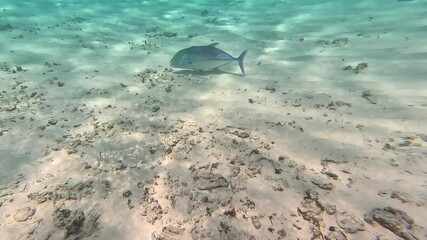 Wall Mural - Fish Caranx melampygus swims over a sandy bottom with small pebbles in shallow, clear water. Light plays through the waves and sunlight. Maldives.