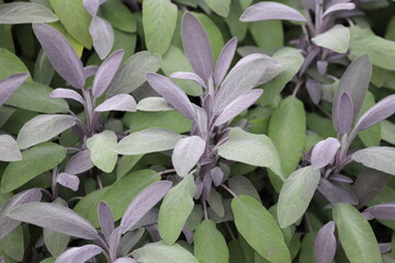 Wall Mural - Salvia officinalis, sage plant in the garden. Close up.