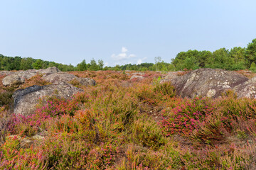 Poster - Heather land of Laris qui parle in Fontainebleau forest