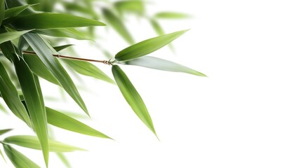 Green Bamboo Leaves on White Background