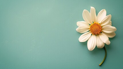 2. Detailed top-view shot of a small flower resting on a smooth pastel background, thoughtfully arranged to allow for personalized text, perfect for creative and sophisticated designs.