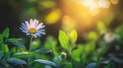 Wall Mural - Vibrant Aster Flower in Lush Garden Setting - Beautiful Nature Photography