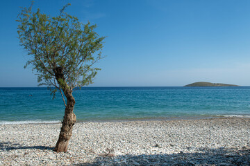 A tree by the sea in autumn. The tree on the beach. Beach and tree made of pebbles taken on a sunny day.