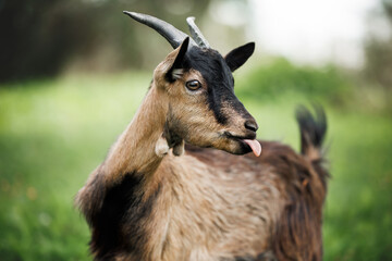 Wall Mural - funny goat shows tongue outdoors in summer