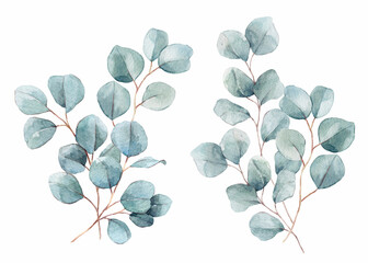 Wall Mural - Beautiful watercolor set with hand drawn eucalyptus branches, leaves. Stock clipart illustration. Ready print design.