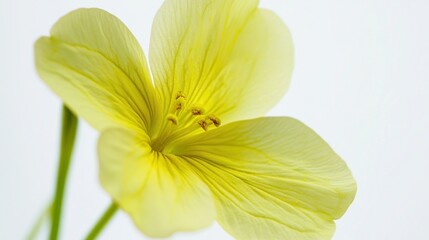 Wall Mural - Vibrant Close-Up Shot of Primrose Flower on White Background - Nature Photography