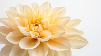 Wall Mural - Close-Up Shot of Plumeria Flower on White Background - Beautiful Natural Detail Photography