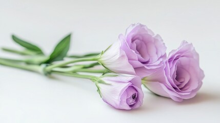 Wall Mural - Vibrant Lisianthus Flower: Close-Up Shot on White Background - Stunning Floral Photography