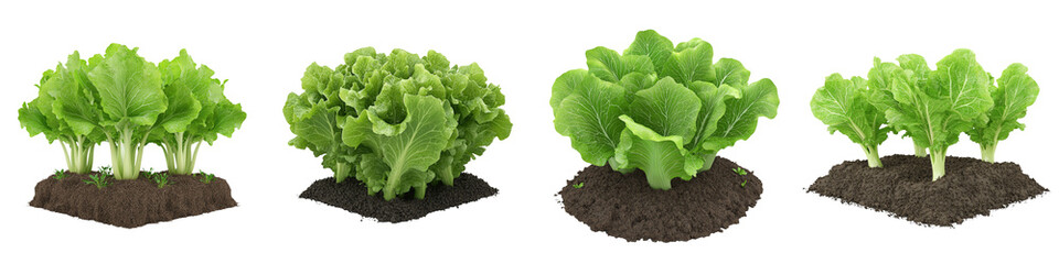 Top view of fresh green lettuce plants at different stages of growth, neatly arranged in soil on a transparent background.