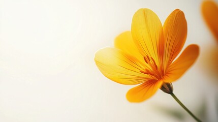 Wall Mural - Vibrant Close-Up of Freesia Flower on White Background - Botanical Photography Perfect for Design