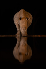 Wall Mural - Baby white rhino stands by waterhole drinking