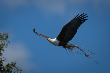 Wall Mural - African fish eagle flies with nesting material