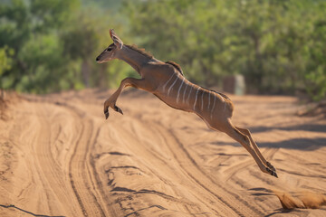 Wall Mural - Young greater kudu jumps over sandy track