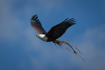 Wall Mural - African fish eagle flying with nesting material