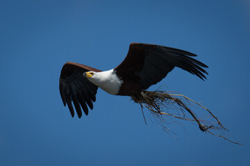 Wall Mural - African fish eagle flying carrying nesting material