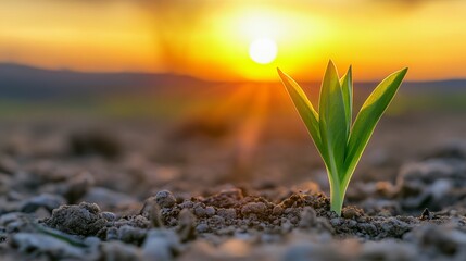 Little green sprout appearing from the ground. Awakening of the nature in spring. Sunset at backdrop. Close up.