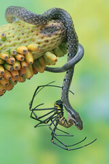 Wall Mural - A yellow striped racer snake is preying on a spider. This non-venomous reptile has the scientific name Coelognathus flavolineatus.