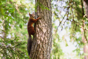 A squirrel sits on a tree in a wild forest. Wildlife.