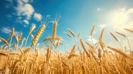 Poster - A field of golden wheat swaying gently in the summer breeze under a bright blue sky