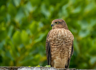 Wall Mural - Female sparrow hawk in an urban garden looking for prey