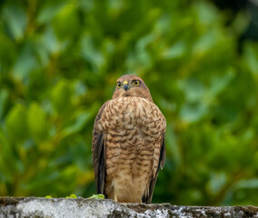 Wall Mural - Female sparrow hawk in an urban garden looking for prey