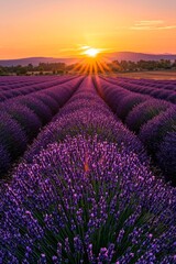 Wall Mural - A vast lavender field in full bloom under a golden sunset, the purple flowers contrasting with the orange and pink sky.