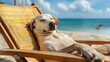 © imran - dog siesta on beach chair