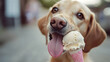 © imran - dog summer vacation licking ice cream on the road