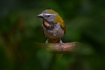 Wall Mural - costa rica wildlife. buff-throated saltator, saltator maximus, exotic bird sitting on the branch in 