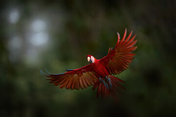 Sticker - Red parrot, bird in fly. Scarlet Macaw, Ara macao, in tropical forest, Brazil, Wildlife scene from tropical nature. Red bird in flight with dark background. Jungle, macaw with red wings hidden.