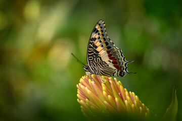 Wall Mural - Charaxes jasius, two-tailed pasha, Butterfly from north of Africa. Charaxes jasius sitting on the yellow flower bloom in the nature forest habitat. Beautiful insect in Africa, wildlife.