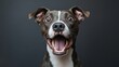 © The Little Hut - Studio Portrait of Funny and Excited Bull Terrier Mixed Dog on Grey Background with Shocked  Surprised Expression and Open Mouth : Generative AI