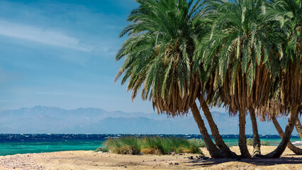 green palm trees on the Red Sea beach in Egypt