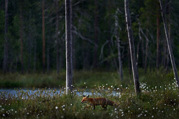 Wall Mural - finland wildlife. red fox, vulpes vulpes, beautiful animal on green vegetation in the forest, in the