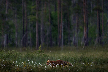 Wall Mural - finland wildlife. red fox, vulpes vulpes, beautiful animal on green vegetation in the forest, in the