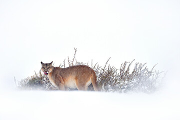 Wall Mural - Wild big cat Cougar, Puma concolor, hidden portrait of dangerous animal with stone. Wildlife scene from nature. Mountain Lion. Puma, nature winter habitat with snow, Torres del Paine, Chile.